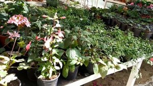 Прогулка по моему саду.