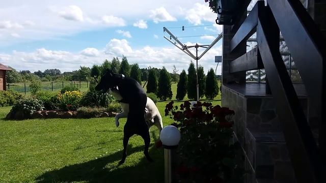 Labrador VS Doberman смотреть онлайн