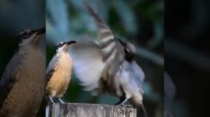 Неприступная красотка. На видео брачный танец щитоносной райской птицы Виктории.