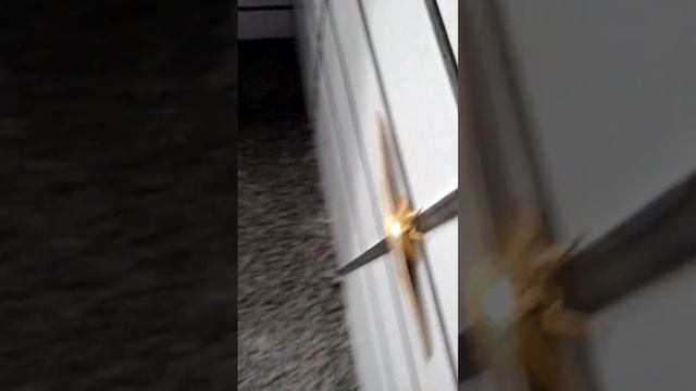 большой мотылек. ヤママユ-  yamamayu. #мотылек #moth #насекомое #nature #приколы смотреть онлайн