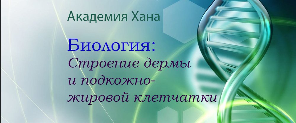 Строение дермы и подкожно-жировой клетчатки (видео 3) _ Анатомия человека _ Биология