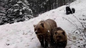 В Рязанской области медведи впали в спячку