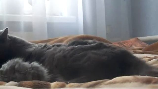 Пылесос напал на кошку!! смотреть онлайн