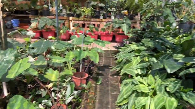 Monstera An Giang. Tham quan vườn kiểng lá Phương Phi Châu Đốc - An Giang смотреть онлайн