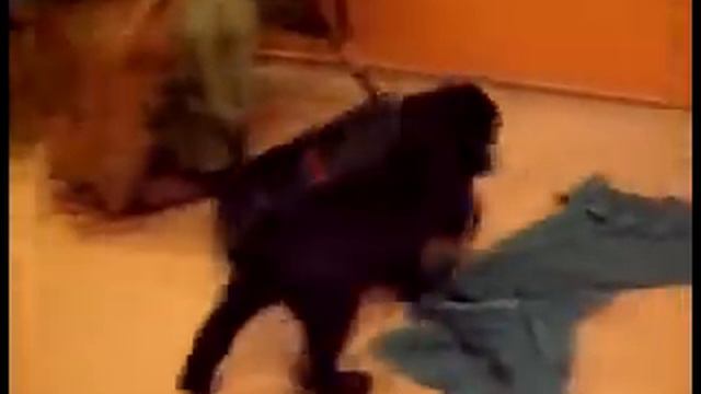 Giant schnauzer 2 mounth puppy