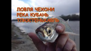 Ловля чехони на реке Кубань  Тлюстеньхабль  2019 /// Рыбалка на кубани  /// Выпуск № 8