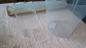 ПАХИСТАХИС. Укоренение. 23.01.2023.