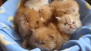 Персидские котята экстремалы