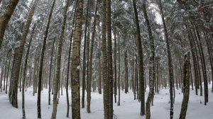 Санкт-Петербург Лес Зима Снег Парк Сергеевка 8 03 2023