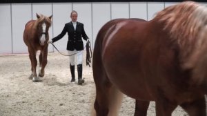 Парад жеребцов породы советский тяжеловоз