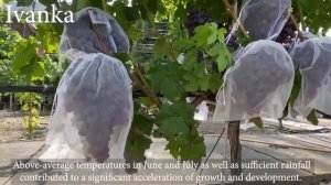 The table grapes harvest season 2021