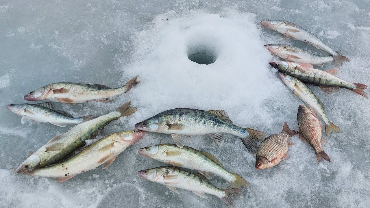 РЫБАЛКА НА СУДАКА ВЕСНОЙ. СУДАК НА ВИБЫ. смотреть онлайн