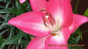 Лилия ла-гибрид Арбатакс (lilium) ? лилия Арбатакс обзор: как сажать луковицы лилии Арбатакс