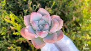 Echeveria Piglet