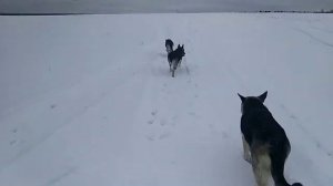 Щенкам три недели. РКФ или СКОР?