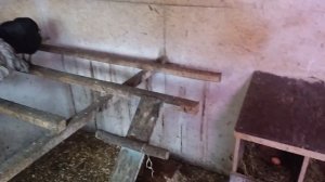 Мой курятник насест для кур