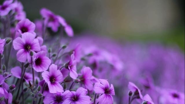 Вернувшись домой раньше, услышала звук из спальни! Заглянув внутрь, женщина вздрогнула и... смотреть онлайн