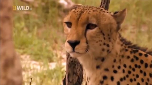 Гепард - дикая большая кошка. Часть 1