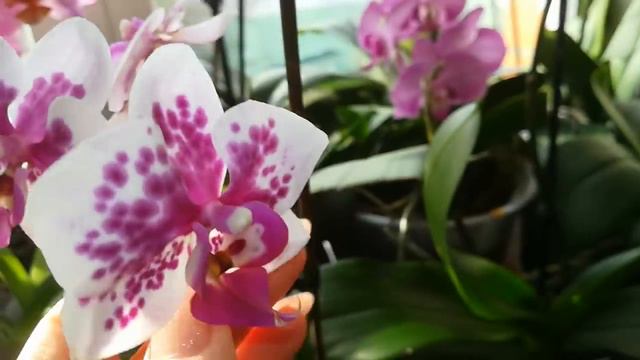 ОРХИДЕИ МАРЬИ ВАСИЛЬЕВНЫ.) смотреть онлайн