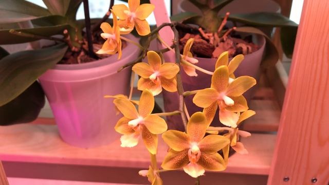 Phalaenopsis “Golden chocolate” от Мики Орхид ? смотреть онлайн
