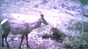 Таежники Хатынг-Тумула