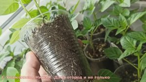Что надо знать о Рассаде перца Сладкого без пикировки!Из чего состоит Грунт своими руками для рассад