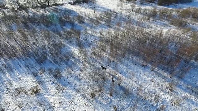 Лосиха с лосёнком смотреть онлайн