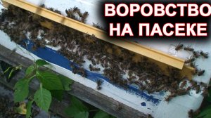 Воровство на пасеке.