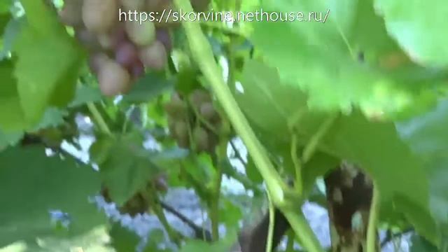 Сорта винограда София 2017 смотреть онлайн