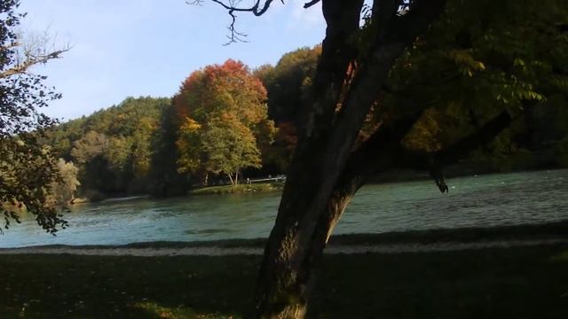 Phellodendron amurense @ Otočec смотреть онлайн