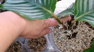 Растения из моего флорариума на грунте Лечуза-Пон.