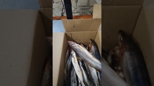 Вяленая Корюшка крупная смотреть онлайн