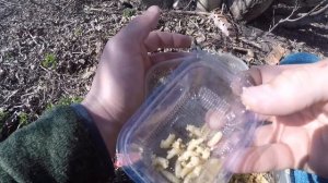 КАК ВЫРАСТИТЬ ОПАРЫША РАЗНЫХ ЦВЕТОВ В ДОМАШНИХ УСЛОВИЯХ