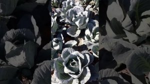 Подкормка капусты. Сорт Ларсия и Агрессор. Бизнес на капусте!