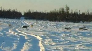кыыл табалааhын, охота на северного оленя