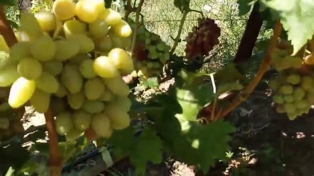Сорт винограда Мария и Казанова на 5 августа. Виноградник Щереденкова В. А. смотреть онлайн