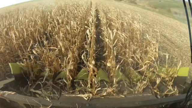 Демопоказ кукурузной жатки OROS CORNADO 8R