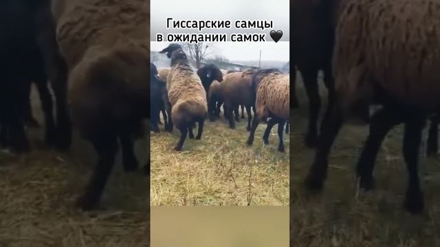 Гиссарские самцы в ожидании самок ?#гиссары #funny #loveanimals смотреть онлайн