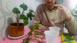 Как черенковать пеларгонию