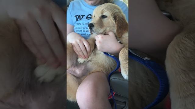 Puppy takes belly rubs into her own paws