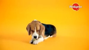 PEDIGREE commercial; nom nom nom
