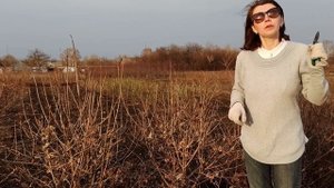 Весенний обзор кустарников для живой изгороди: красота и защита от ветра