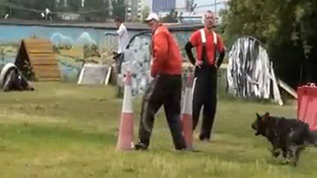 Training of dogs mondioring "Don Breme" in Russia