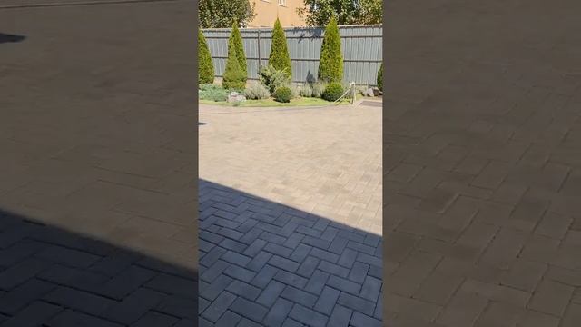 Что посадить в палисаднике между растениями? Микроклеверу - НЕТ!