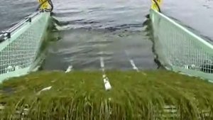 Уборочная машина для очистки водоемов от водорослей BERKY 6510-6520
