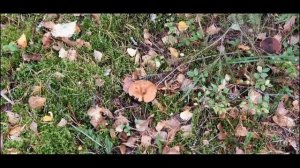 ЗА ГРИБАМИ В ЦАРЕВ БОР С НАТАЛЬЕЙ ТОНКОВОЙ. ВОЖЕГА -16 СЕНТЯБРЯ 2020 ГОДА. ЧАСТЬ - 1.