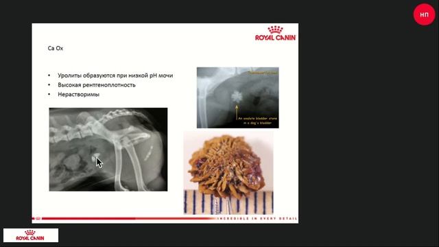 Урологические болезни собак смотреть онлайн