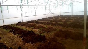 Перегной в теплицу.