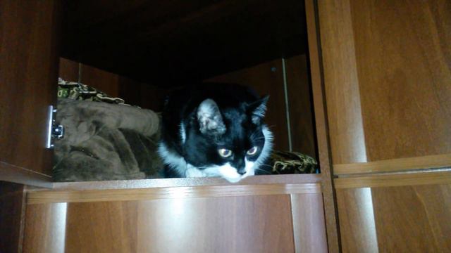 Лев - боксер. смотреть онлайн