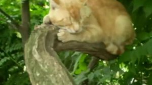 Оформление палисадника камнями и кот изящно спящий на ветке